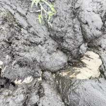 Jayce: Deep Sinking-"Tar" Mud+Peat in Public!  W/ Tannerqs!