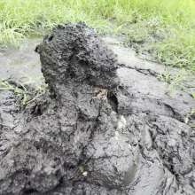 Jayce: Deep Sinking-"Tar" Mud+Peat in Public!  W/ Tannerqs!