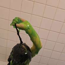 JustJade: Dunked and Gunked!