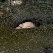 dlodoski: Angel Exploring a Peat Pit with Drama 2 of 2--Photos