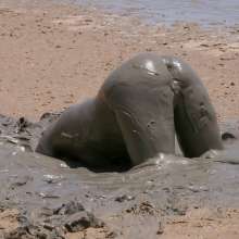 dlodoski: Camilla is Talkin' and Rubbin' in the Mud--Photos