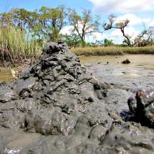 Goonology: Quick Spurt in Thick Dirt