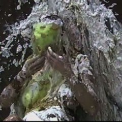 Lenny: Tickled & Pied all over video on sale !