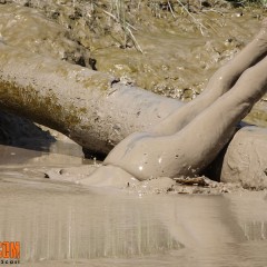FOXY: Completely Mud with Lydia