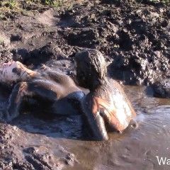 Leila: Mud lovers