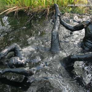 WSMProductions: Muddiest Custard Couple in silky, peaty, oily mud play--Wsm