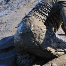 DungeonMasterOne: Felicity the Alternative Mud Girl!