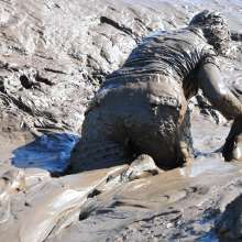 DungeonMasterOne: Felicity the Alternative Mud Girl!