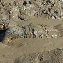 DungeonMasterOne: Felicity the Alternative Mud Girl!