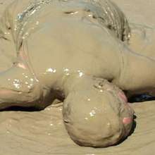 FOXY: Video BBW in mud downloadable