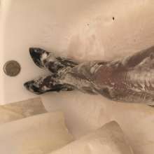 RedKaliSonya: Sonya returns and gets her work outfit soapy!
