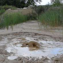 RyuuWammer: The Long Mud Wallow and Masturbation
