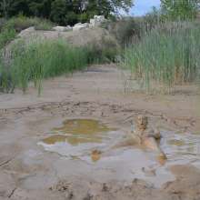 RyuuWammer: The Long Mud Wallow and Masturbation