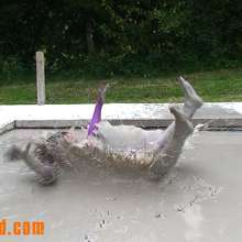 FOXY: 