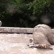 FOXY: Ambre rolls in mud--part II