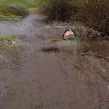 WetandMuddy: Video 59--Swamp Thing
