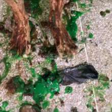 RevSlymsford: Antony's Splosh Training Camp 3:  Feet, Slime + Frosting