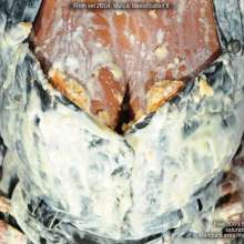 DungeonMasterOne: Friday and Teena in Mutual Messification II
