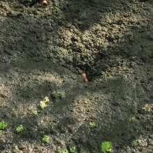 QS4Ever: Black Bottomless Forest Mud: Tiny
