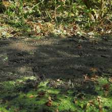 QS4Ever: Black Bottomless Forest Mud: Tiny