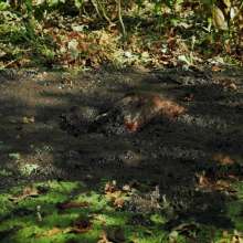 QS4Ever: Black Bottomless Forest Mud: Tiny