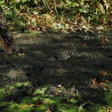 QS4Ever: Black Bottomless Forest Mud: Tiny