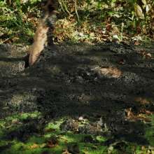 QS4Ever: Black Bottomless Forest Mud: Tiny