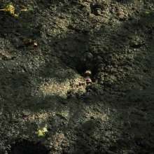 QS4Ever: Black Bottomless Forest Mud: Tiny