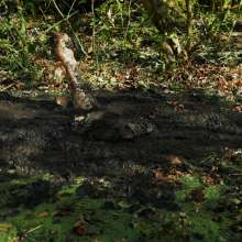 QS4Ever: Black Bottomless Forest Mud: Tiny