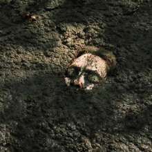 QS4Ever: Black Bottomless Forest Mud: Tiny