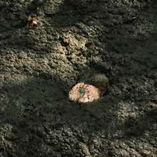 QS4Ever: Black Bottomless Forest Mud: Tiny