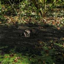 QS4Ever: Black Bottomless Forest Mud: Tiny