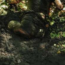 QS4Ever: Black Bottomless Forest Mud: Tiny