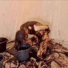 EmoGuyGunge: Emoguy's Muddy Madness