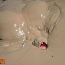 FOXY: Immersion in mud