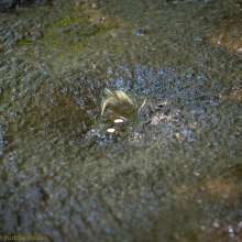 dlodoski: Bondage in the Hammer Swamp--Photos