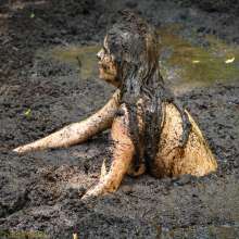 dlodoski: Bondage in the Hammer Swamp--Photos
