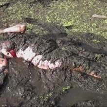 custardcouple: Mud Lust-The Frustrated HouseWife