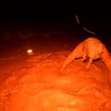 TannerQS: Blue Collared Quicksand (First Angle) with a trailer!