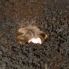 dlodoski: Darby's Deep Bog Arousal--Photos