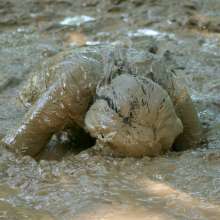 dlodoski: Monique's Deep Mud Arousal #2, Ultimate Edit--Photos
