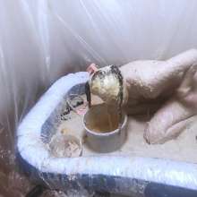 VioletVixen: Nasty Yucky Piggy Wallows in Slop Part 2 Fucking Vegetables