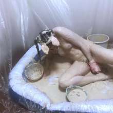 VioletVixen: Nasty Yucky Piggy Wallows in Slop Part 2 Fucking Vegetables