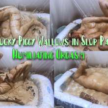 VioletVixen: Nasty Yucky Piggy Wallows in Slop Part 3 Humiliating Orgasm