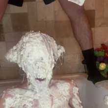 Slimed Models: Sydney's Nasty Wallowing in Dog Food