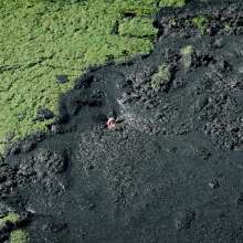 QS4Ever: Tiny Soya in Too Obvious Swamp