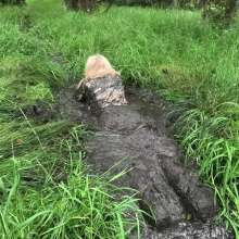 WetandMuddy: Video 107--Getting Down and Dirty