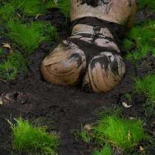 QS4Ever: Tiny Soya in Quaking Bog